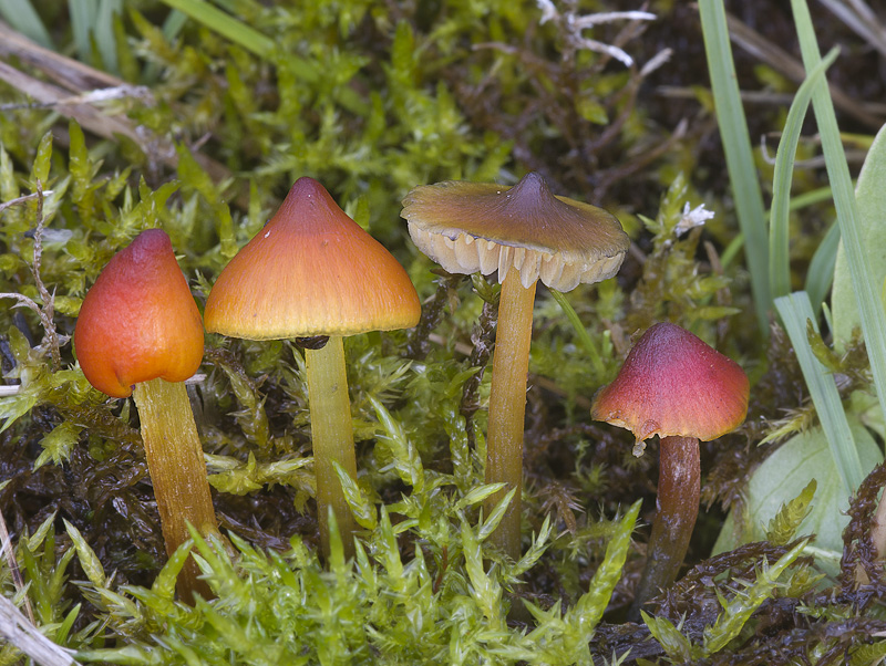 Hygrocybe conica var. conicopalustris